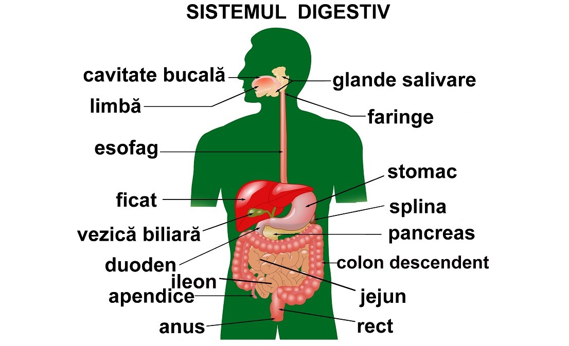 Sistemul digestiv